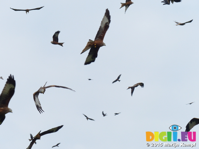 FZ021818 Red kites (Milvus milvus) maneuvering